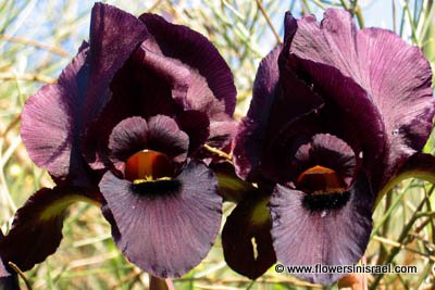 Netanya, The Iris Nature Reserve - Coastal iris
